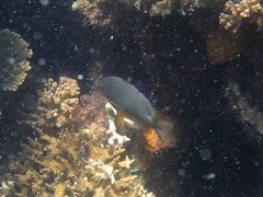 Plectroglyphidodon gascoynei