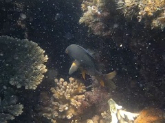 Plectroglyphidodon gascoynei