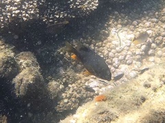 Plectroglyphidodon gascoynei