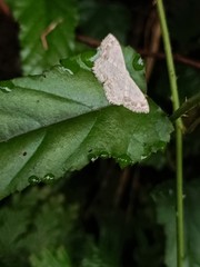 Scopula propinquaria