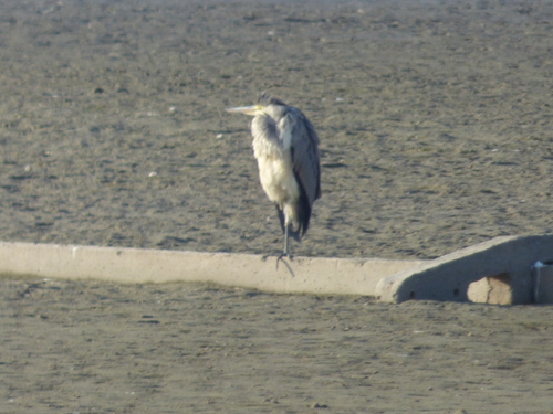 Grey Heron