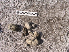 Chrysocyon brachyurus