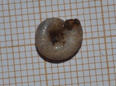 Aegopinella nitidula