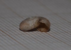 Aegopinella nitidula