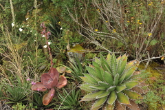 Echeveria gibbiflora