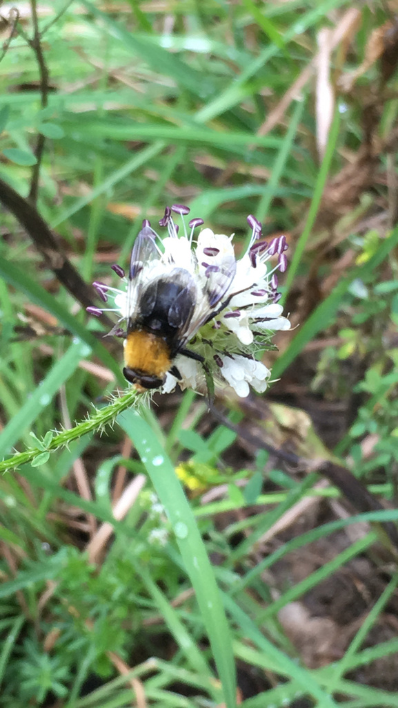 Sericomyia bequaerti