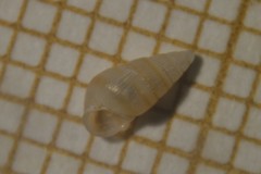 Cingula trifasciata