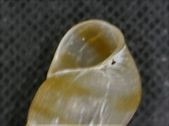 Cingula trifasciata