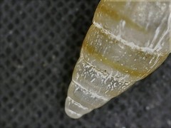 Cingula trifasciata