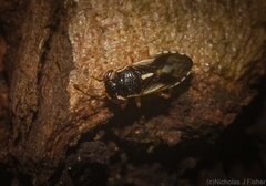 Stylogeocoris elongatus