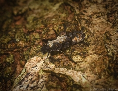 Thomintarra primaeva