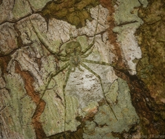 Tamopsis tweedensis