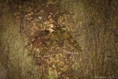 Polyclysta hypogrammata