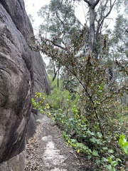 Lasiopetalum macrophyllum