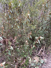 Lasiopetalum macrophyllum