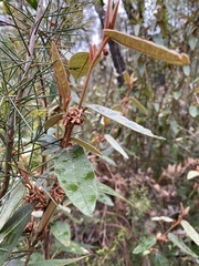 Lasiopetalum macrophyllum