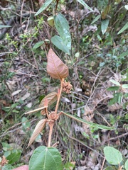 Lasiopetalum macrophyllum