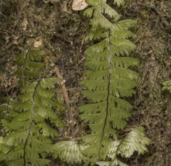 Hymenophyllum pectinatum