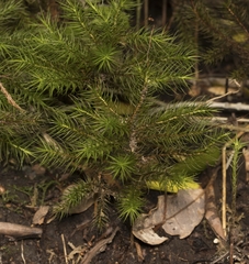 Dendroligotrichum dendroides