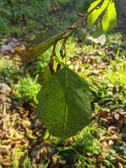 Alnus glutinosa