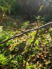 Alnus glutinosa
