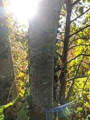 Alnus glutinosa