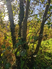 Alnus glutinosa