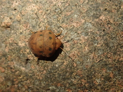 Hyperoncus lateritius