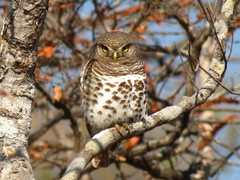 Glaucidium capense