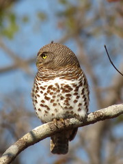 Glaucidium capense