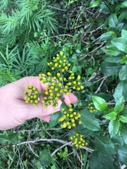 Senecio brachypodus