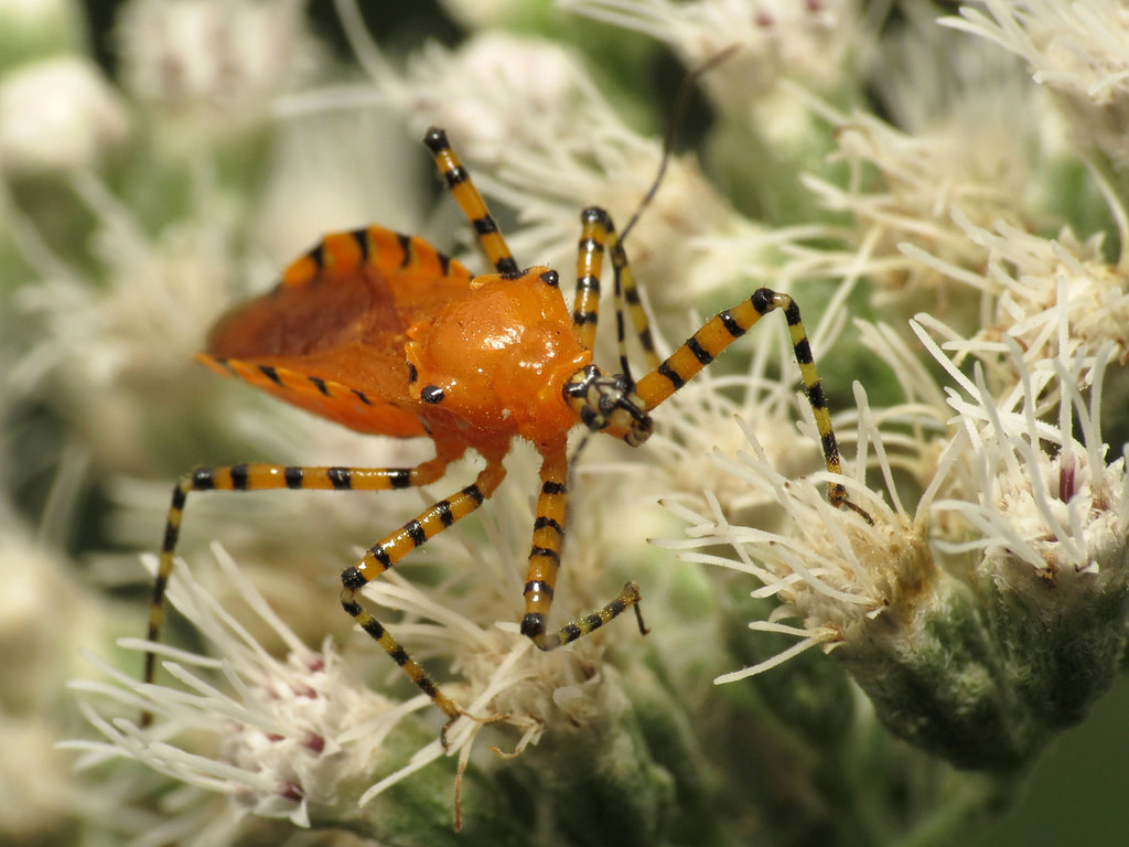 American Orange Assassin Bug