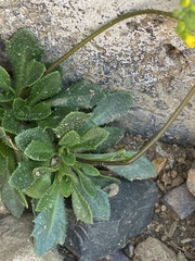 Draba hispida