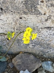 Draba hispida