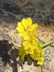Draba hispida
