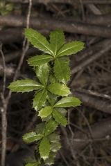 Berberis serrato-dentata