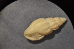 Propebela