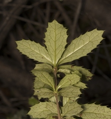 Berberis serrato-dentata