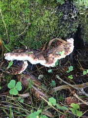 Heterobasidion parviporum