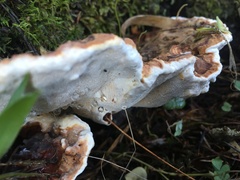 Heterobasidion parviporum