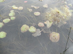 Halerpestes sarmentosa