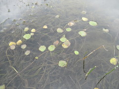 Halerpestes sarmentosa