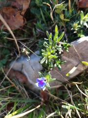 Glandora diffusa