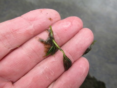 Ranunculus kauffmannii
