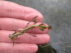 Ranunculus kauffmannii