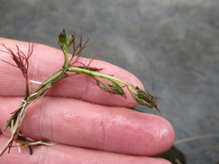 Ranunculus kauffmannii
