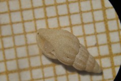 Propebela