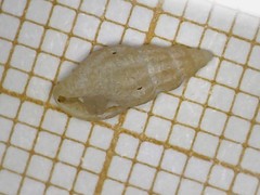 Propebela