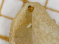 Propebela