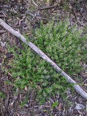 Stylidium adnatum